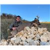 Image 6 : 4-DAY ROE DEER HUNT FOR 1 HUNTER IBERIAN HUNTERS- Luis Ruiz Del Olmo