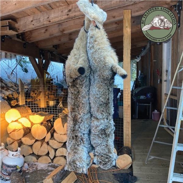 BC LYNX PELT
