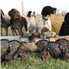 5 - DAY WATERFOWL (DUCK AND GROUSE COMBO) HUNT FOR 1 HUNTER IN ONTARIO