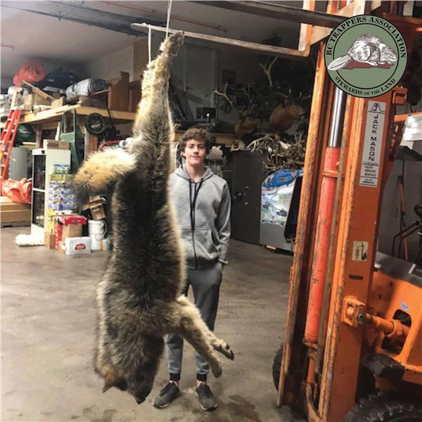 BC GRAY WOLF PELT