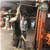 BC GRAY WOLF PELT