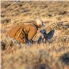 2 - DAY/2 - NIGHT UPLAND BIRD HUNT W/LICENSED FALCONER FOR TWO HUNTERS