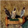 Image 5 : 2 - DAY/2 - NIGHT UPLAND BIRD HUNT W/LICENSED FALCONER FOR TWO HUNTERS