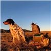 Image 6 : 2 - DAY/2 - NIGHT UPLAND BIRD HUNT W/LICENSED FALCONER FOR TWO HUNTERS