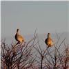 Image 7 : 2 - DAY/2 - NIGHT UPLAND BIRD HUNT W/LICENSED FALCONER FOR TWO HUNTERS