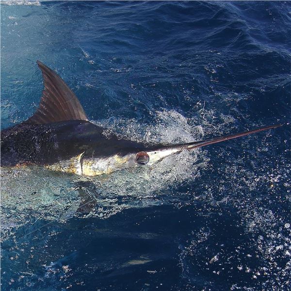 6 - DAYS OF FISHING IN ZIHUATANEJO, MEXICO FOR 1 ANGLER AND 20% OFF FOR ADDITIONAL ANGLERS