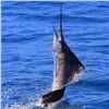 Image 4 : 6 - DAYS OF FISHING IN ZIHUATANEJO, MEXICO FOR 1 ANGLER AND 20% OFF FOR ADDITIONAL ANGLERS