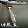 Image 4 : 8th ANNUAL WILD SHEEP JURASSIC CLASSIC STURGEON FISHING TOURNAMENT 2 - DAY TRIP FOR 2 ANGLERS