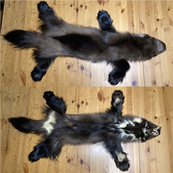 WOLVERINE TANNED PELT FROM BRITISH COLUMBIA