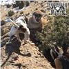 Image 5 : 6 - DAY MTN LION HUNT IN NEW MEXICO FOR 1 HUNTER