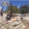 Image 6 : 6 - DAY MTN LION HUNT IN NEW MEXICO FOR 1 HUNTER