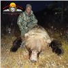 Image 4 : 10 - DAY SPRING GRIZZLY BEAR & WOLF HUNT FOR 1 HUNTER