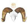 WYO BACKCOUNTRY CUSTOM REPLICA OF YOUR NORTH AMERICAN WILD SHEEP