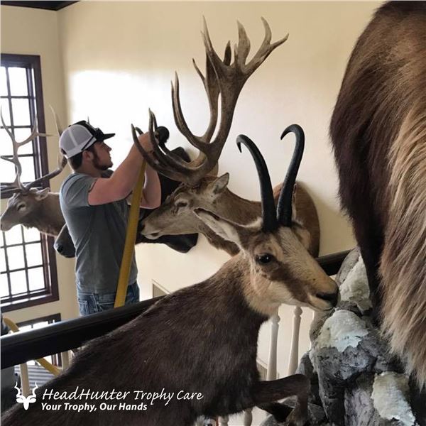 TROPHY ROOM CLEANING