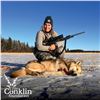 Image 1 : 5 - DAY TROPHY BLACK BEAR OR TIMBER WOLF HUNT FOR 1 HUNTER IN NORTHERN SASKATCHEWAN