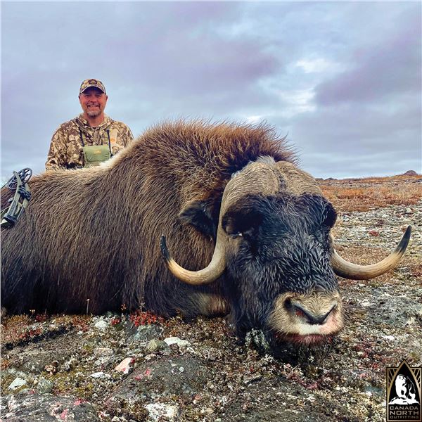 8 - DAY FALL MUSKOX ADVENTURE FOR 1 HUNTER