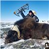 Image 4 : 8 - DAY FALL MUSKOX ADVENTURE FOR 1 HUNTER