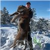 Image 3 : 5 - DAY ARIZONA MOUNTAIN LION HUNT WITH HOUNDS FOR 1 HUNTER