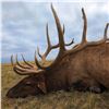 Image 2 : NEBRASKA GAME AND PARKS 2024 ELK