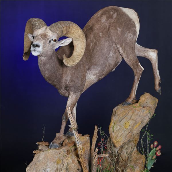 LIFE-SIZE WILD SHEEP MOUNT WITH BASE