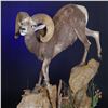 Image 1 : LIFE-SIZE WILD SHEEP MOUNT WITH BASE