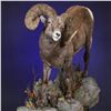 Image 2 : LIFE-SIZE WILD SHEEP MOUNT WITH BASE