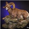 Image 4 : LIFE-SIZE WILD SHEEP MOUNT WITH BASE