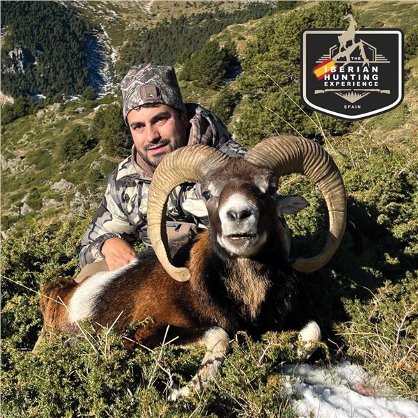 3 - DAY IBERIAN MOUFLON SHEEP HUNT FOR 2 HUNTERS AND 2 NON-HUNTERS IN SPAIN