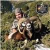 Image 1 : 3 - DAY IBERIAN MOUFLON SHEEP HUNT FOR 2 HUNTERS AND 2 NON-HUNTERS IN SPAIN