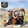 Image 2 : 3 - DAY IBERIAN MOUFLON SHEEP HUNT FOR 2 HUNTERS AND 2 NON-HUNTERS IN SPAIN