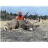 Image 3 : 5 - DAY COLORADO ELK AND/OR MULE DEER HUNT FOR 2 HUNTERS