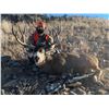 Image 4 : 5 - DAY COLORADO ELK AND/OR MULE DEER HUNT FOR 2 HUNTERS