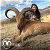 Image 1 : 5 - DAY AOUDAD SHEEP HUNT ON THE WILLIAMS RANCH IN TEXAS FOR 1 HUNTER