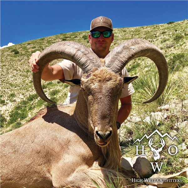 3 1/2 - DAY AOUDAD HUNT FOR 1 HUNTER IN WEST TEXAS