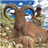 Image 2 : 3 1/2 - DAY AOUDAD HUNT FOR 1 HUNTER IN WEST TEXAS