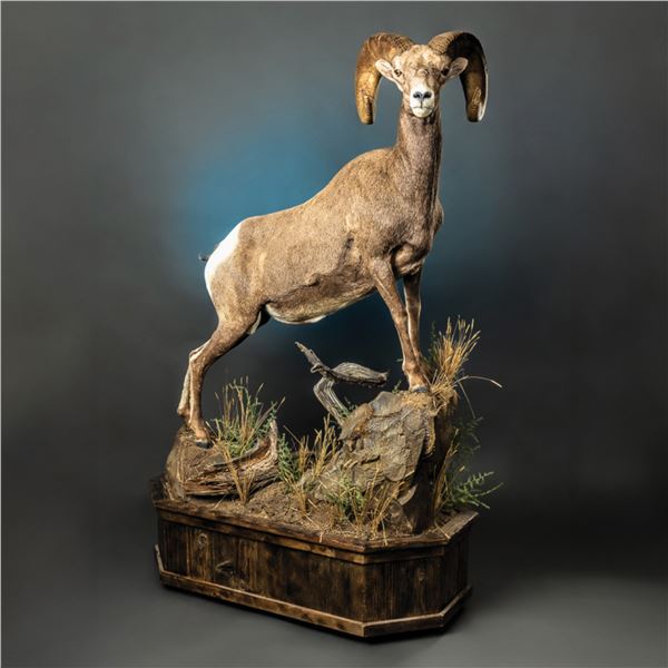 LIFE-SIZE WILD SHEEP MOUNT W/HABITAT