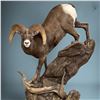 Image 2 : LIFE-SIZE WILD SHEEP MOUNT W/HABITAT