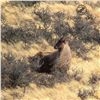 Image 5 : 5 - DAY/4-NIGHT TAHR HUNT IN NEW ZEALAND & $500 CREDIT TOWARDS CHAMOIS 1 HUNTER AND 1 NON-HUNTER