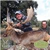 Image 3 : 5 - DAY IBERIAN MOUFLON SHEEP & IBERIAN RED DEER OR FALLOW DEER FOR 2 HUNTERS & 2 NON-HUNTERS