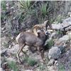 Image 2 : 2024 TEXAS DESERT BIGHORN SHEEP PERMIT