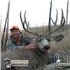 Image 3 : 4 - DAY MULE DEER HUNT FOR 2 HUNTERS