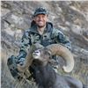 NEW MEXICO DESERT BIGHORN SHEEP