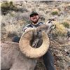 Image 2 : NEW MEXICO DESERT BIGHORN SHEEP