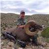 Image 3 : NEW MEXICO DESERT BIGHORN SHEEP