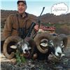 Image 2 : 5 - DAY EUROPEAN MOUFLON HUNT FOR 1 HUNTER AND 1 N0N-HUNTER