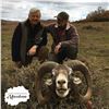 Image 3 : 5 - DAY EUROPEAN MOUFLON HUNT FOR 1 HUNTER AND 1 N0N-HUNTER