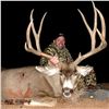 Image 2 : 7 - DAY ARCHERY MULE DEER HUNT IN ARIZONA FOR 1 HUNTER