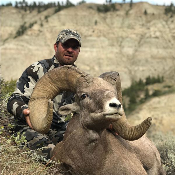 STATE OF MONTANA BIGHORN SHEEP LICENSE