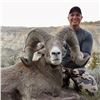 Image 3 : STATE OF MONTANA BIGHORN SHEEP LICENSE