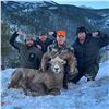 Image 8 : STATE OF MONTANA BIGHORN SHEEP LICENSE